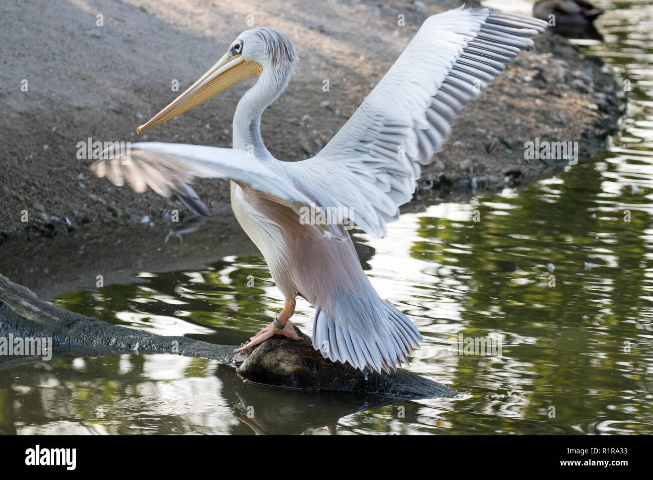 Wildlife im Henry Doorly Zoo Stockfoto