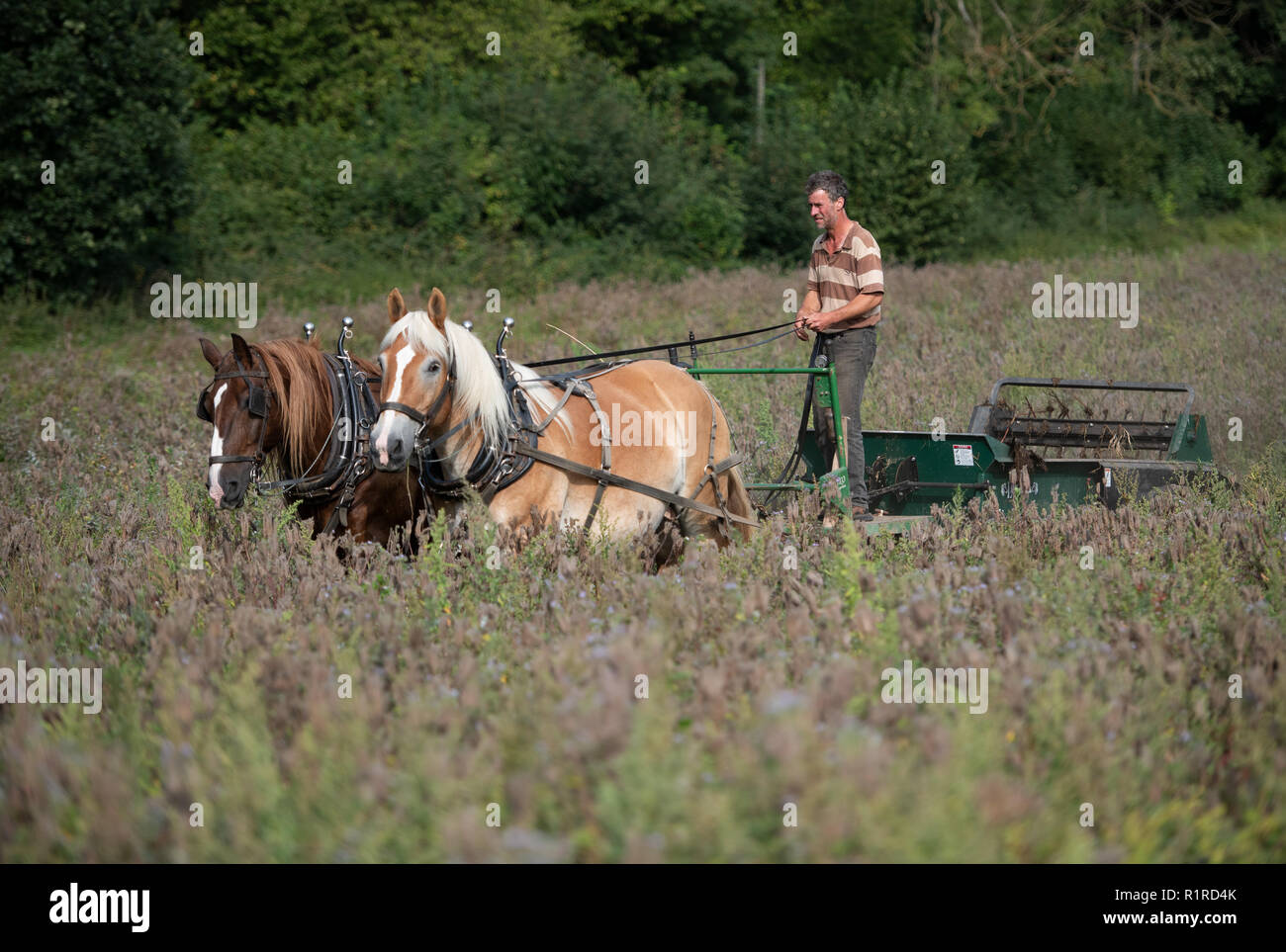 Kalkhorst, Deutschland. 23 Aug, 2018. Steffen Schimmel und seine Pferde 'Paul' (l) und "Bert" sind der beste Weg, um den Mist zu erhalten. Der Schimmel Familie kümmert sich um sich selbst, sie wachsen, ihre eigenen Nahrungsmittel, vermeiden Sie Müll und auf das Auto verzichten. (Dpa Geschichte: Selbstversorgung - Wohnen im Energiesparmodus - ein Tag auf dem Bauernhof Selbstverpflegung ab 15.11.2018) Credit: Rainer Jensen/dpa/Alamy leben Nachrichten Stockfoto