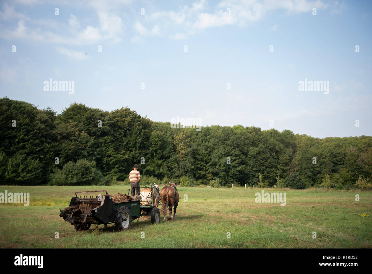 Kalkhorst, Deutschland. 23 Aug, 2018. Steffen Schimmel und seine Pferde 'Paul' (l) und "Bert" sind der beste Weg, um den Mist zu erhalten. Der Schimmel Familie kümmert sich um sich selbst, sie wachsen, ihre eigenen Nahrungsmittel, vermeiden Sie Müll und auf das Auto verzichten. (Dpa Geschichte: Selbstversorgung - Wohnen im Energiesparmodus - ein Tag auf dem Bauernhof Selbstverpflegung ab 15.11.2018) Credit: Rainer Jensen/dpa/Alamy leben Nachrichten Stockfoto