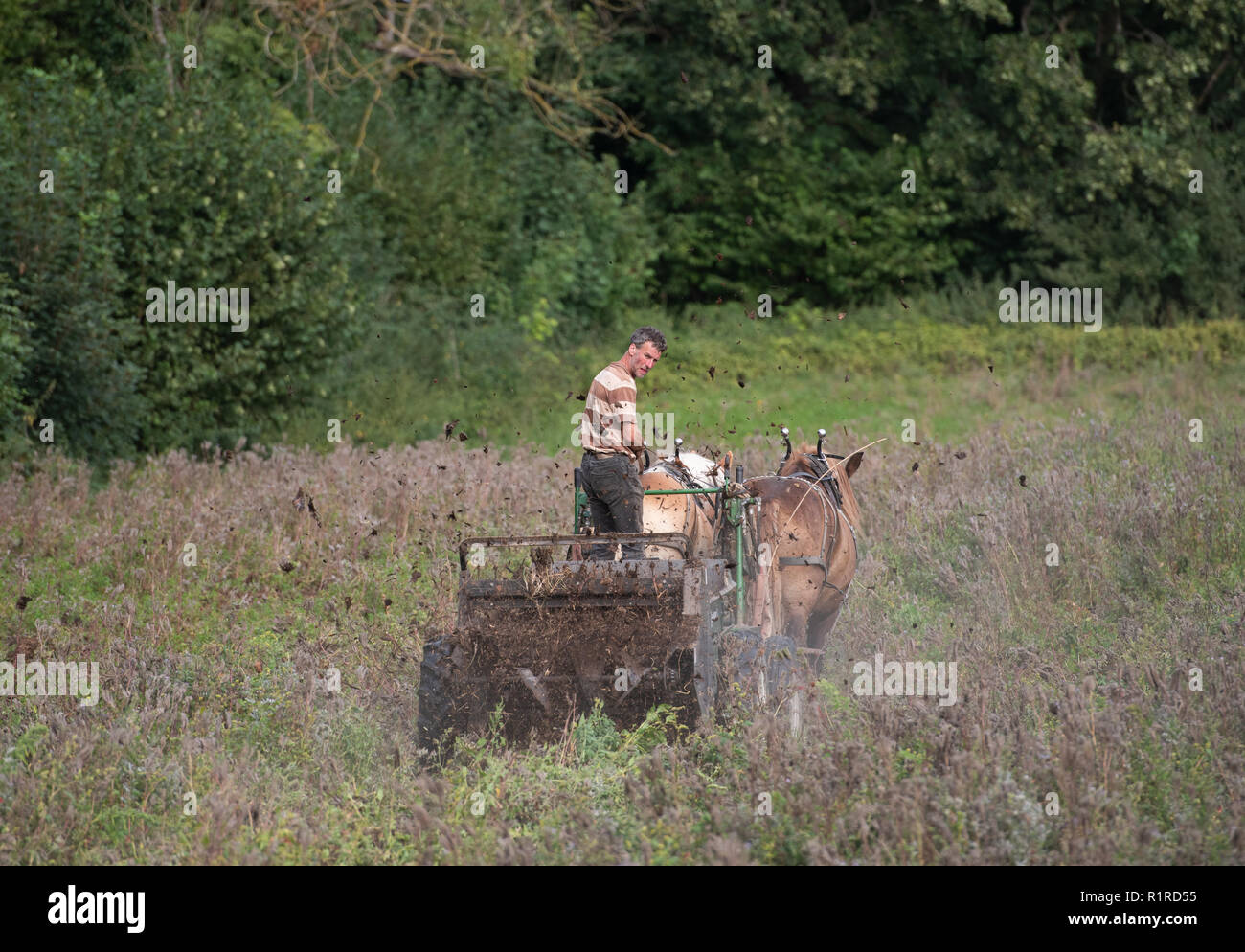 Kalkhorst, Deutschland. 23 Aug, 2018. Steffen Schimmel und seine Pferde 'Paul' (l) und "Bert" sind der beste Weg, um den Mist zu erhalten. Der Schimmel Familie kümmert sich um sich selbst, sie wachsen, ihre eigenen Nahrungsmittel, vermeiden Sie Müll und auf das Auto verzichten. (Dpa Geschichte: Selbstversorgung - Wohnen im Energiesparmodus - ein Tag auf dem Bauernhof Selbstverpflegung ab 15.11.2018) Credit: Rainer Jensen/dpa/Alamy leben Nachrichten Stockfoto