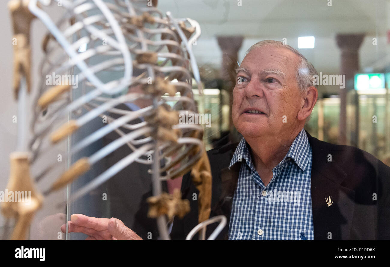 14. November 2018, Hessen, Frankfurt/Main: Die amerikanische Paleoanthropologist und Entdecker der 'Lucy' Skelett, Donald C. Johanson, steht neben einer Nachbildung der 'Lucy' Skelett im Senckenberg Museum. Die Paleoanthropologist entdeckte den Australopithecus afarensis Skelettreste vor 44 Jahren in Äthiopien. Das Skelett "Lucy" galt lange Zeit als der älteste Beweis der aufrechte Gang unserer Vorfahren betrachtet. Foto: Silas Stein/dpa Stockfoto