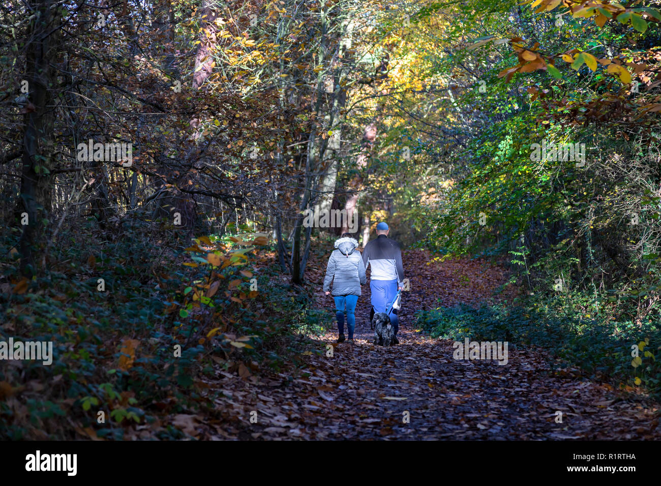 Herbst in Highwoods Country Park, Colchester, Essex ENGLAND Stockfoto