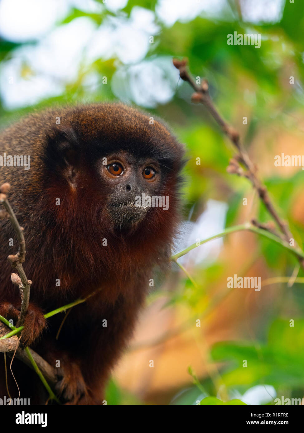 Kupferfarbener Titiaffe Callicebus cupreus Stockfoto