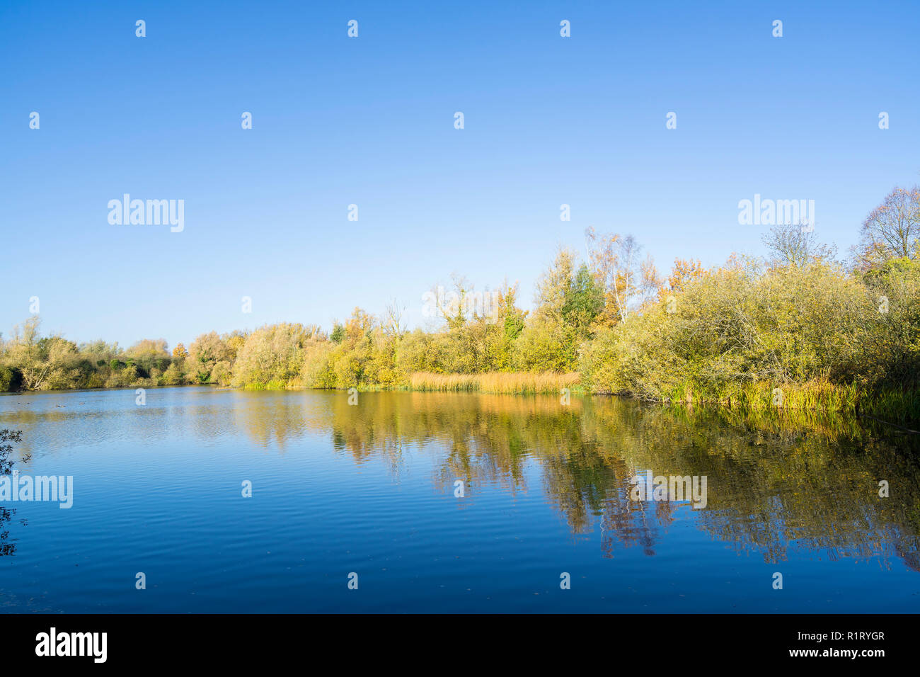 Reflexionen von Bäumen im See Milton Park Cambridge 10/11/2018 Stockfoto