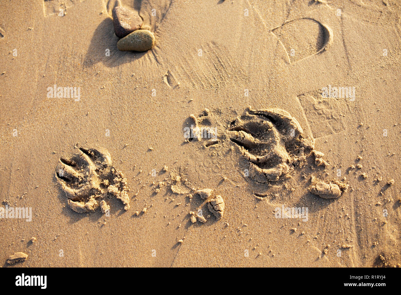 Pfotenabdrücke auf einem nassen Sandstrand Stockfoto