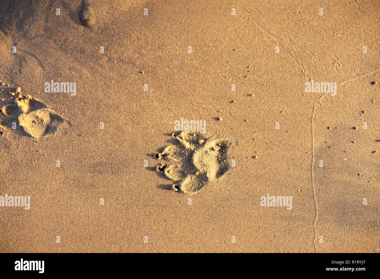 Pfotenabdrücke auf einem nassen Sandstrand Stockfoto