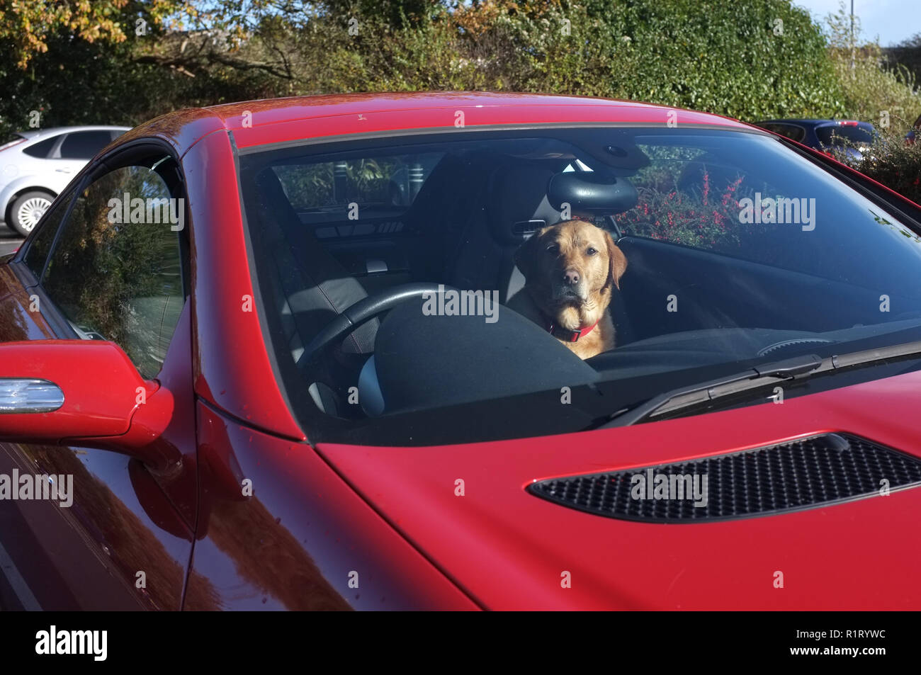 Ein Labrador Hund in ein rotes Auto an einem sonnigen Tag. Stockfoto