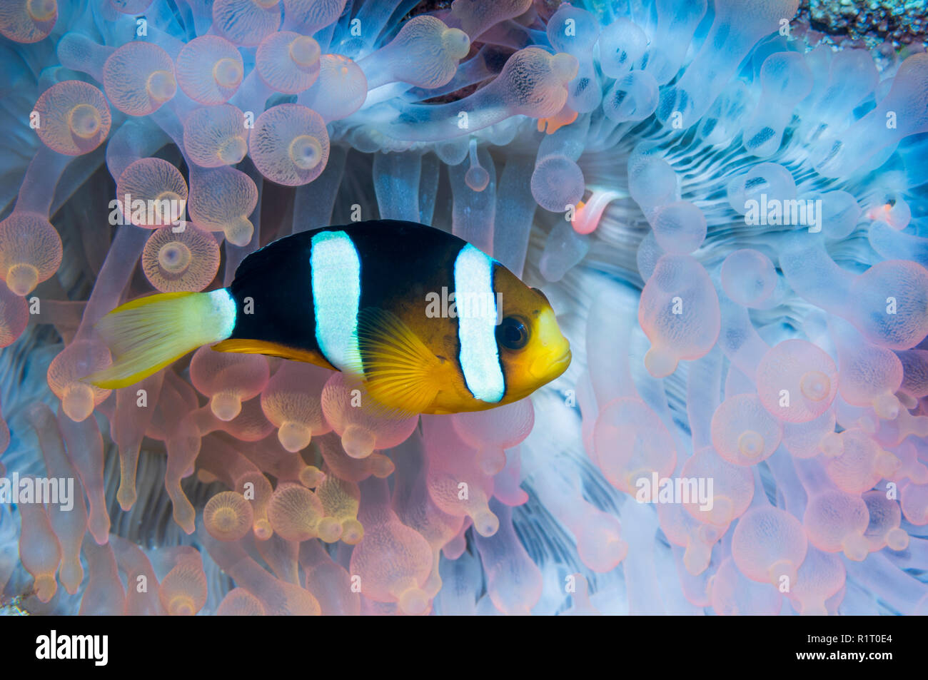 Clark's Anemonenfischen Amphiprion clarkii] [mit teilweise gebleicht Host bubble Anemone. West Papua, Indonesien. Stockfoto