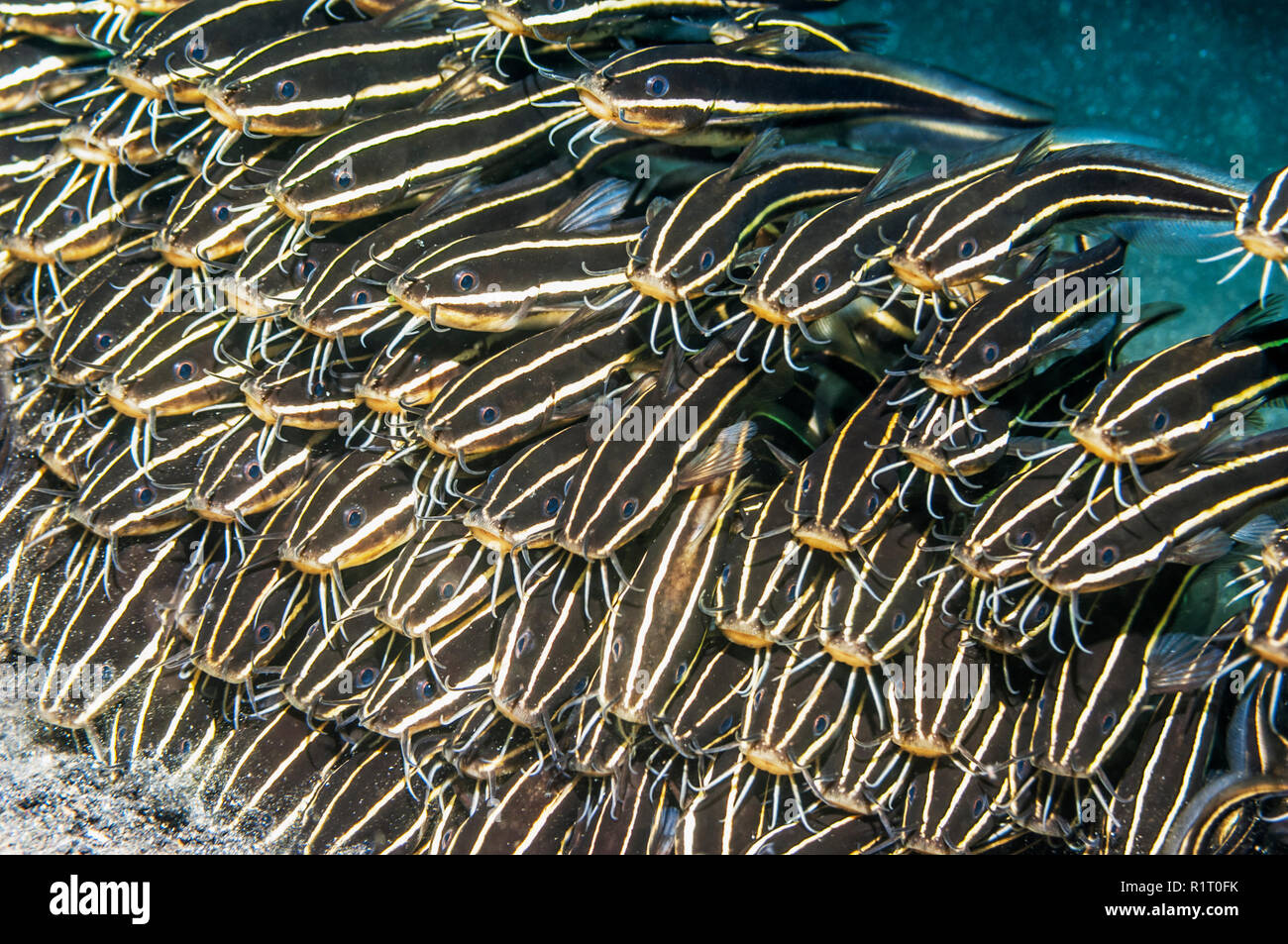 Gestreiften Wels [Plotosus Lineatus] Schule Fütterung am Meeresboden.  West-Papua, Indonesien. Stockfoto