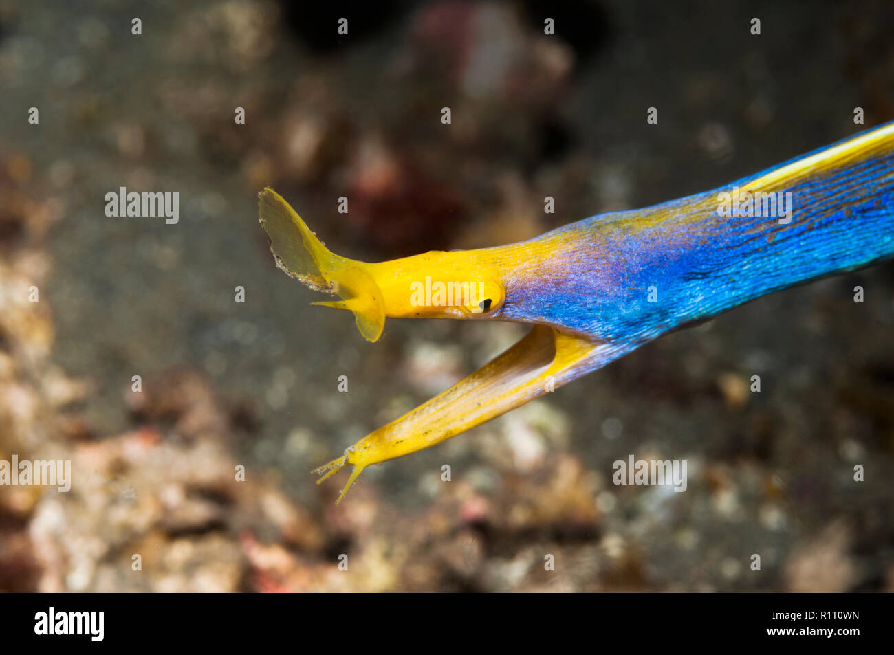 Blue Ribbon eel [Rhinomuraena quaesita] männlichen Erwachsenen. Lembeh Strait, Nord Sulawesi, Indonesien. Stockfoto