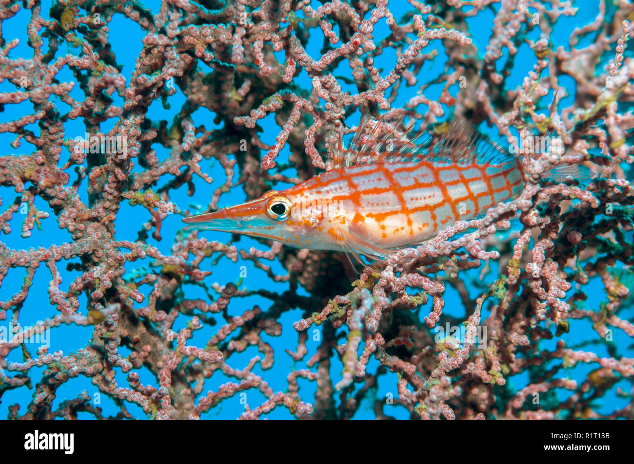 Longnose fischfreundschaften (Oxycirrhites typus) Gorgonien thront. Raja Ampat, West Papua, Stockfoto