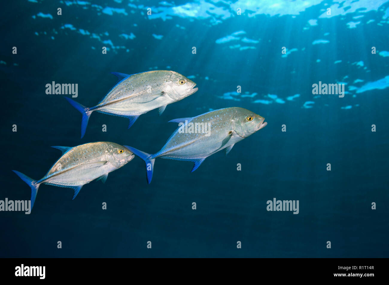Fang von Makrelen (Caranx melampygus). Andaman Sea, Thailand. Stockfoto