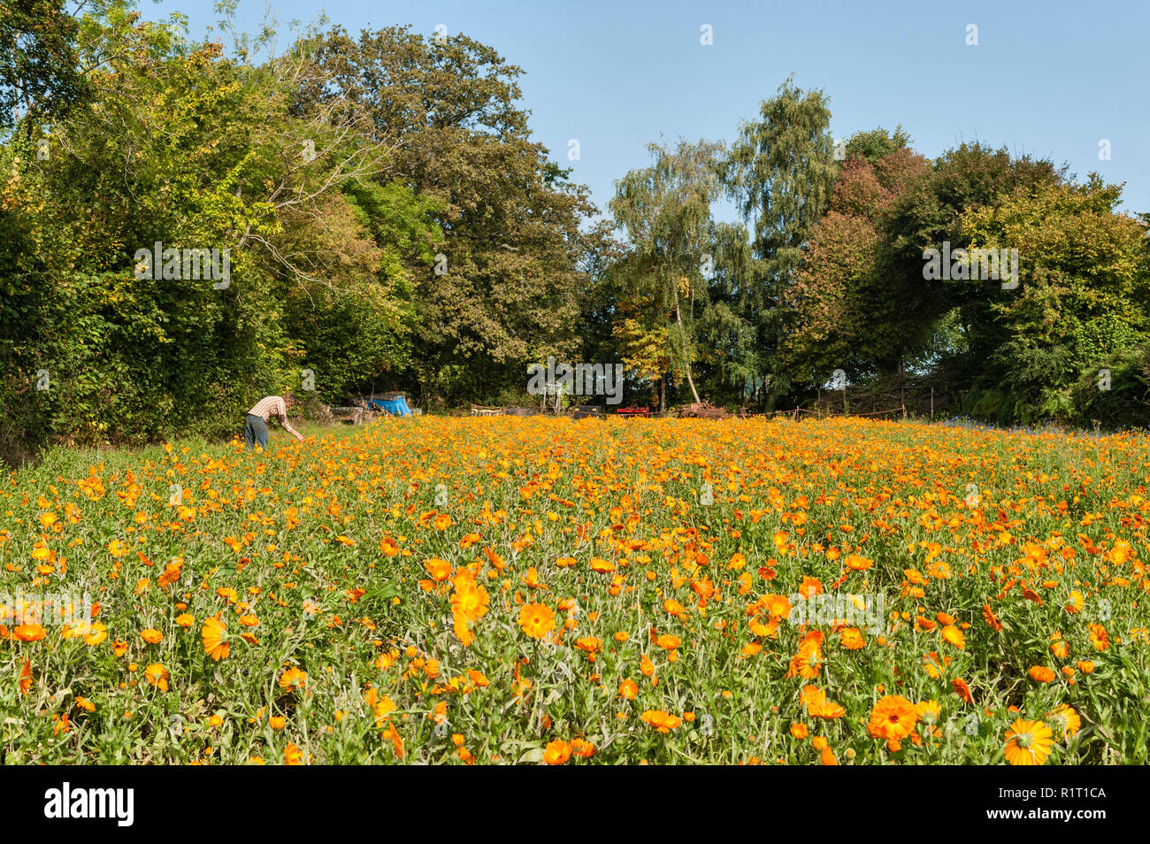 Ernte calendula (Ringelblume) Blumen an Herbfarmacy, Herb Farm in Herefordshire, UK. Die Blume ist für medizinische Zwecke benutzt Stockfoto