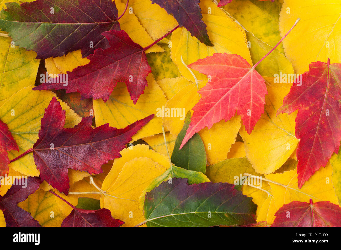 Verschiedene Farben Blätter im Herbst fiel closeup Stockfoto