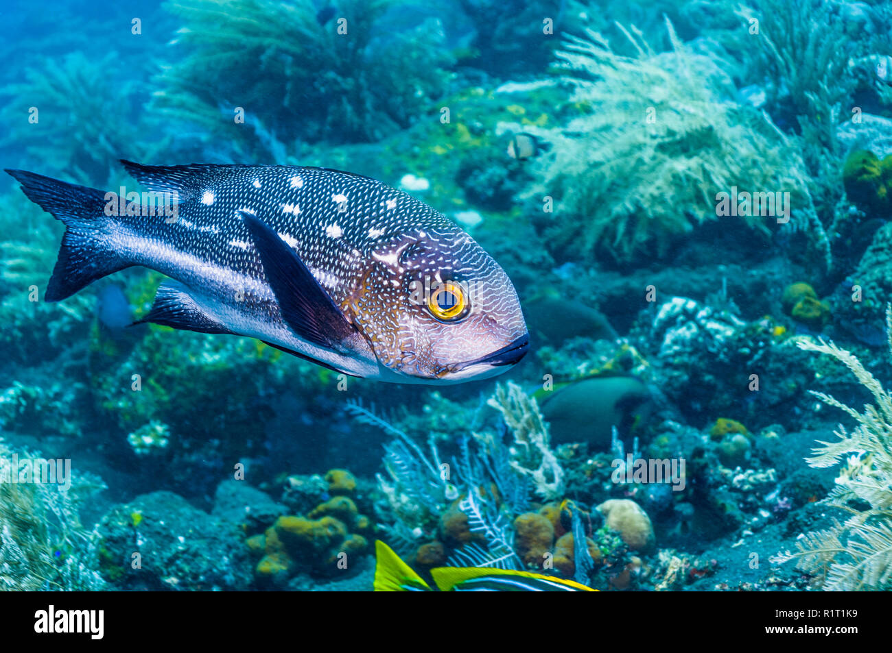 Schwarze und weiße Snapper [Macolor niger]. Indonesien. Stockfoto