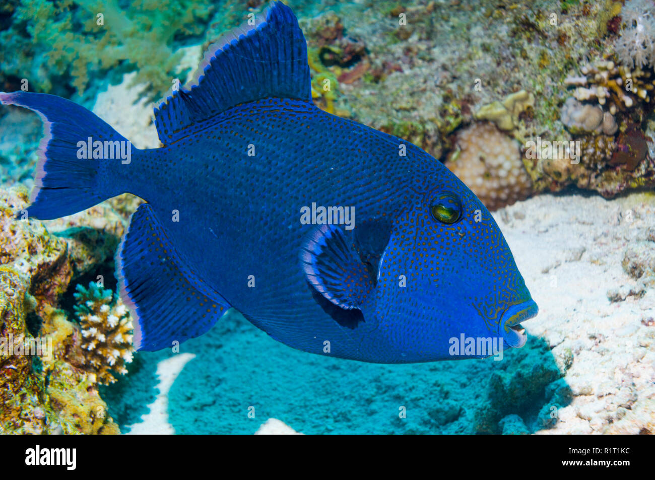 Blau oder gewellter Drückerfisch [Pseudobalistes fuscus]. Ägypten, Rotes Meer. Stockfoto