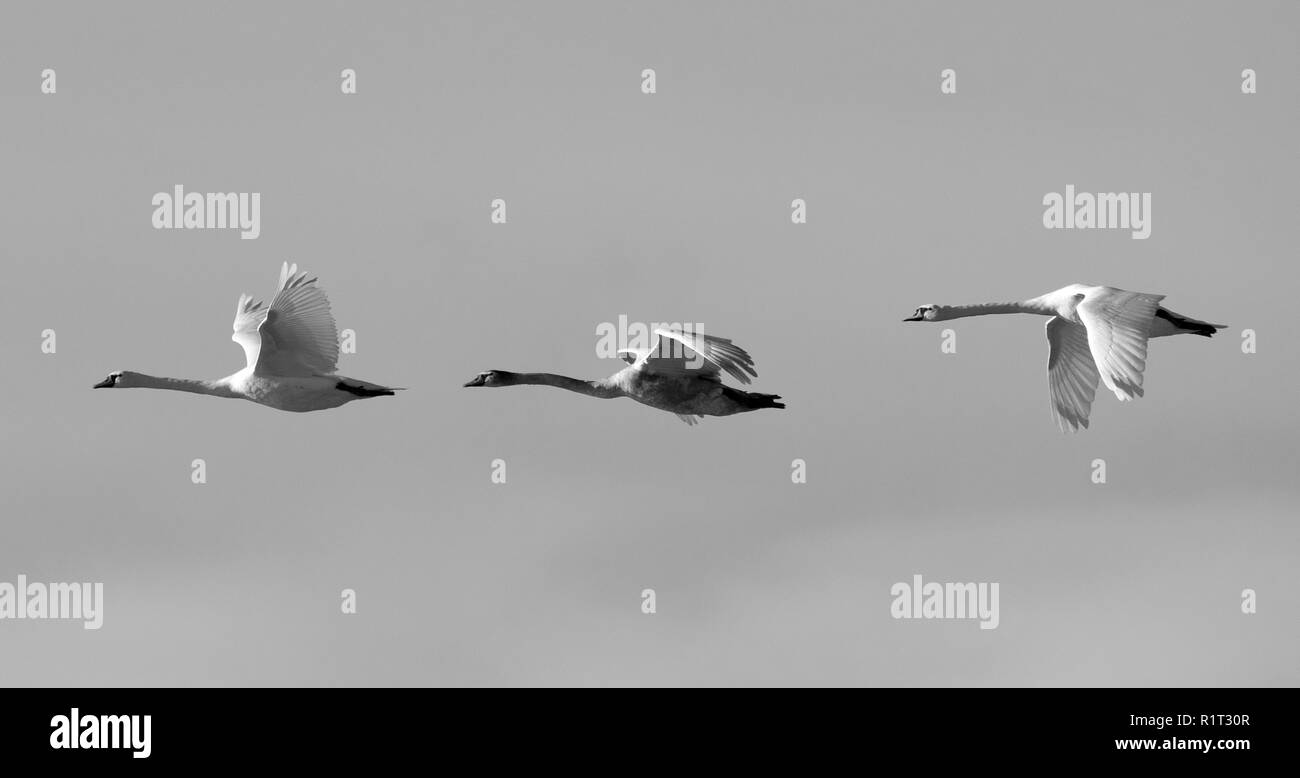 Flug der Höckerschwäne (Cygnus olor) Stockfoto