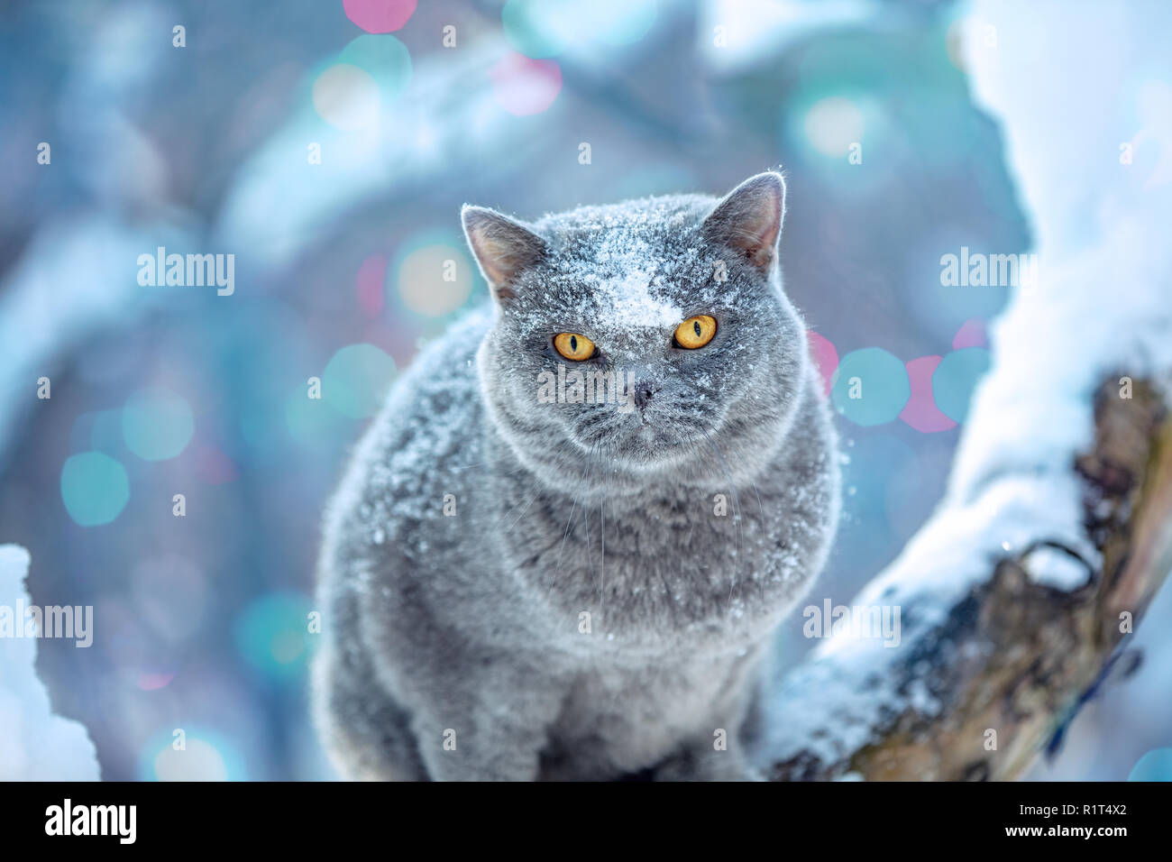 Süße Britisch Kurzhaar Katze Sitzt Auf Einem Baum In Einem