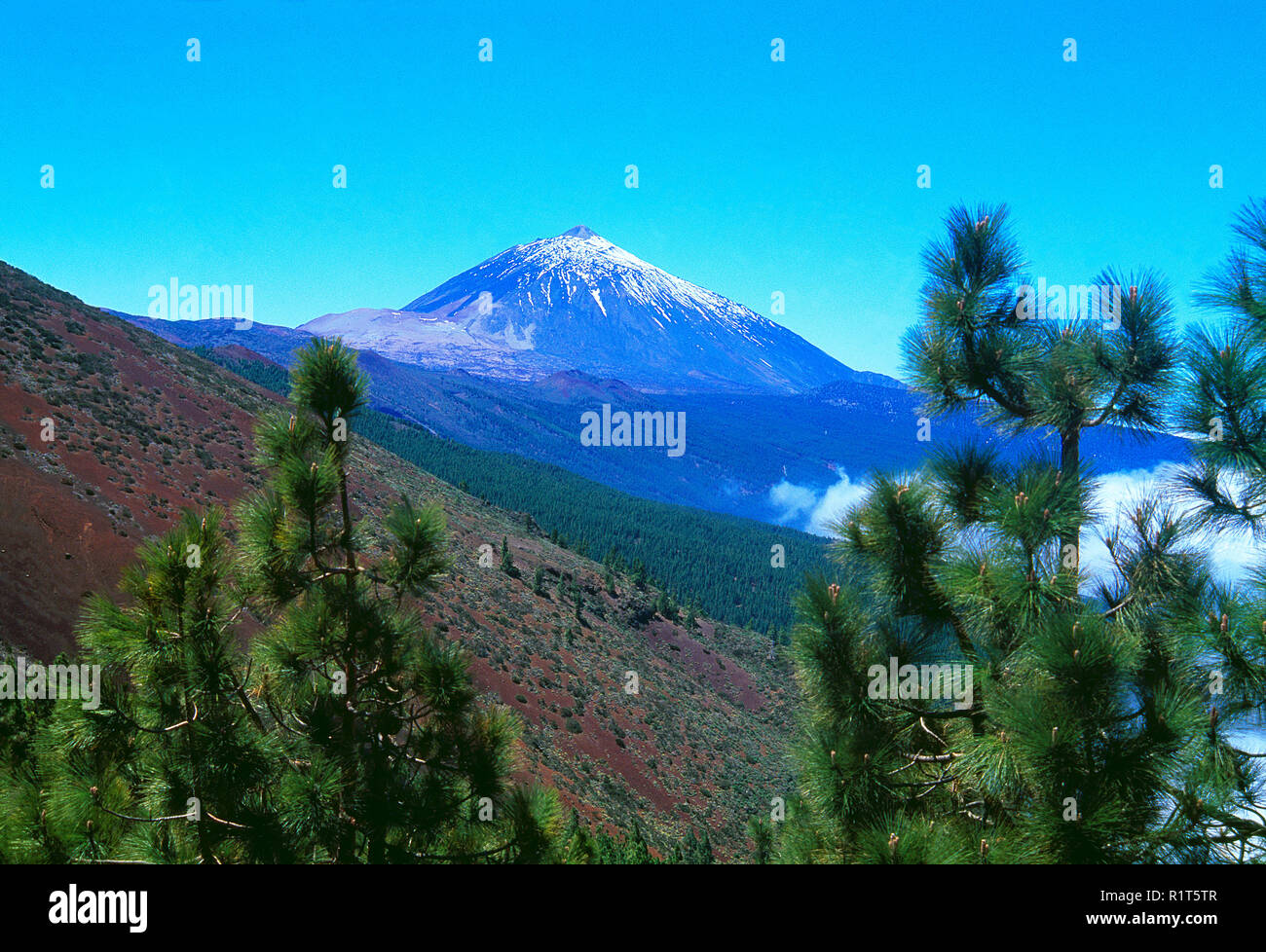 Nationalpark Teide, Teneriffa, Kanarische Inseln, Spanien. Stockfoto