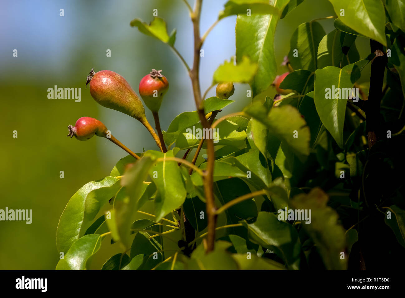 Wenig Birnen am Baum. Unreife Birnen am Baum. Birnen in Garten. Sommer Früchte in Lettland. Stockfoto