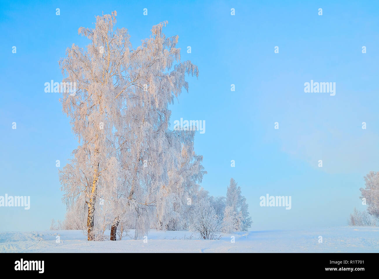 Winterlandschaft - Birken mit Raureif an Sonnenstrahlen der untergehenden Sonne - Märchen von der frostigen Winter Natur abgedeckt Stockfoto