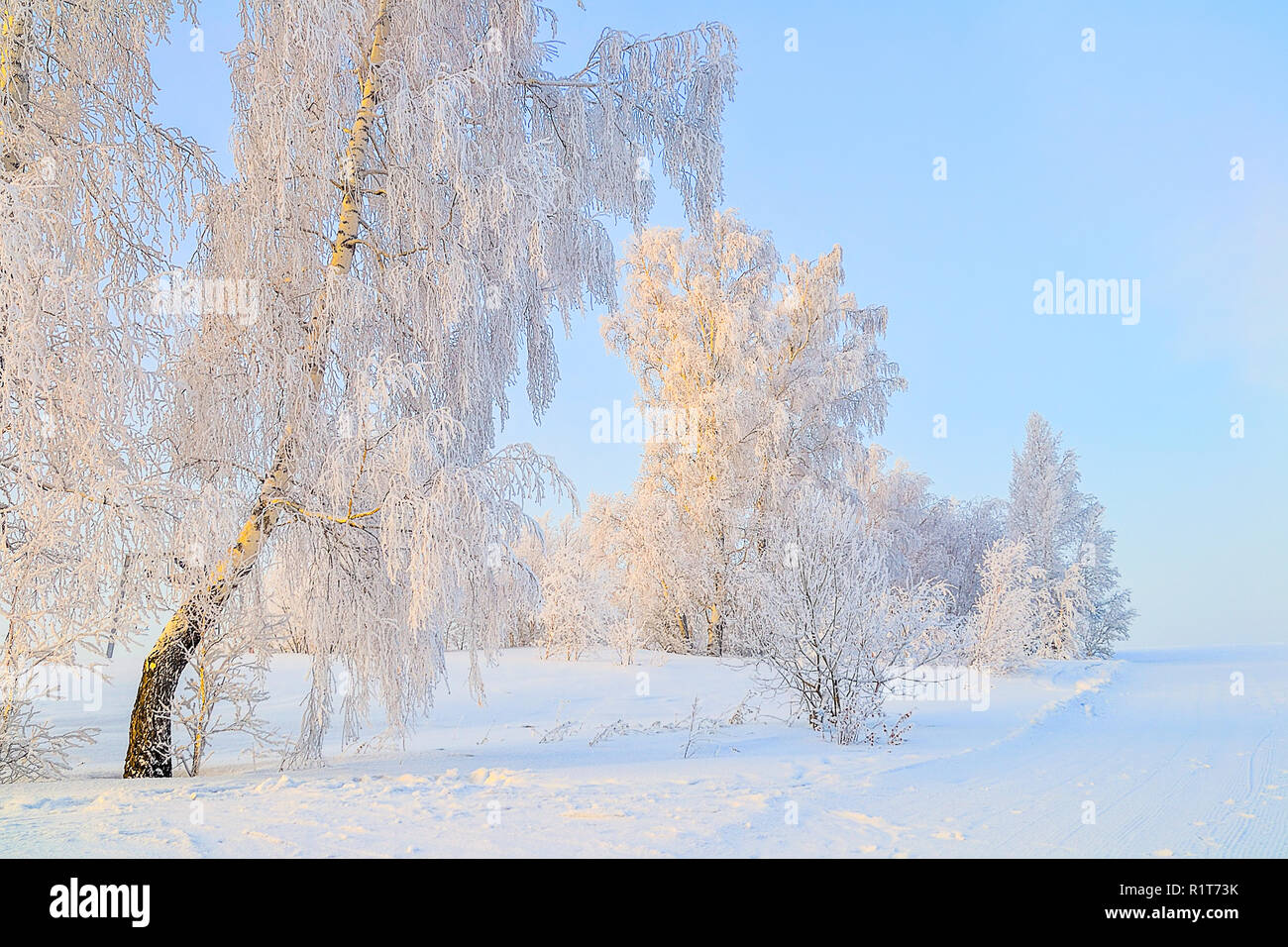 Winterlandschaft - Birken mit Raureif an Sonnenstrahlen der untergehenden Sonne - Märchen von der frostigen Winter Natur abgedeckt Stockfoto