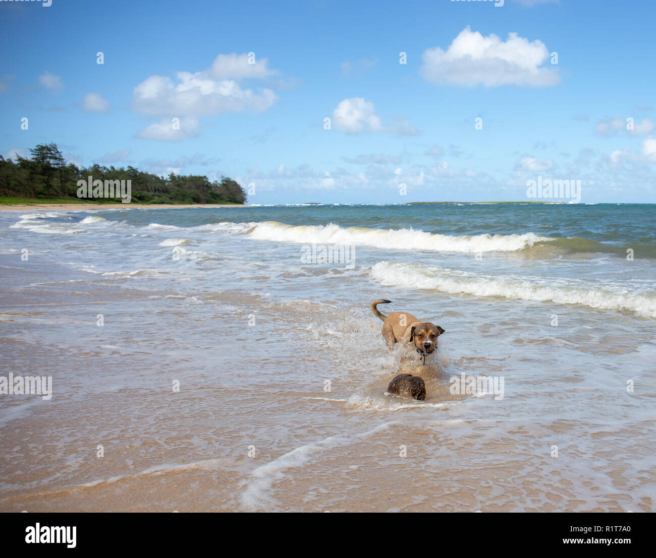 Hund am Strand Stockfoto