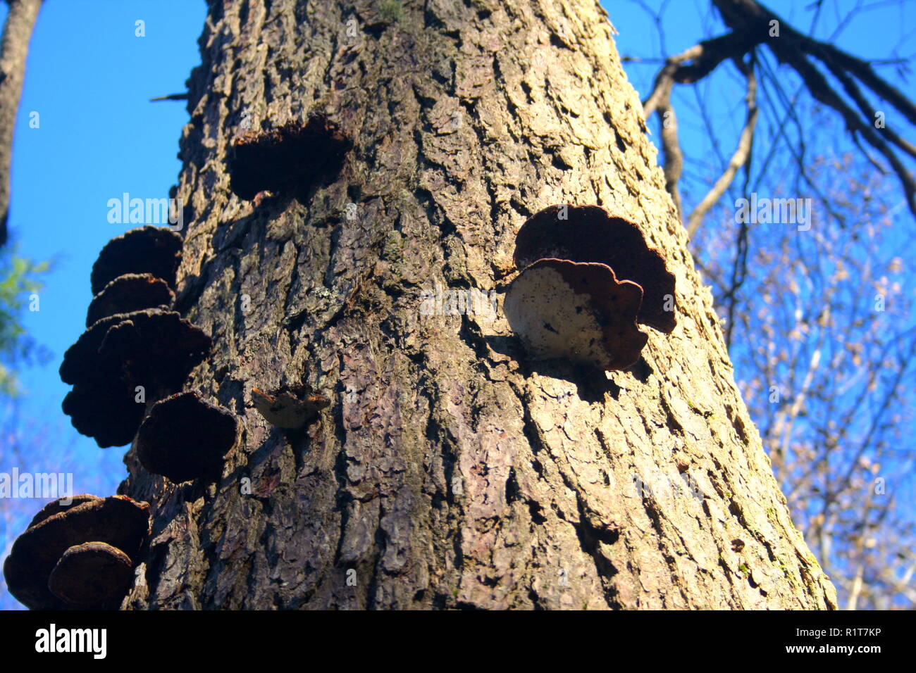 Dead Hemlock mit der Hemlock Lack Regal Pilz Stockfoto