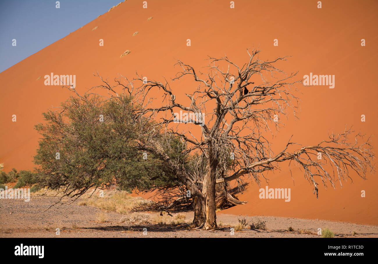 Sossusvlei in Namibia Stockfoto