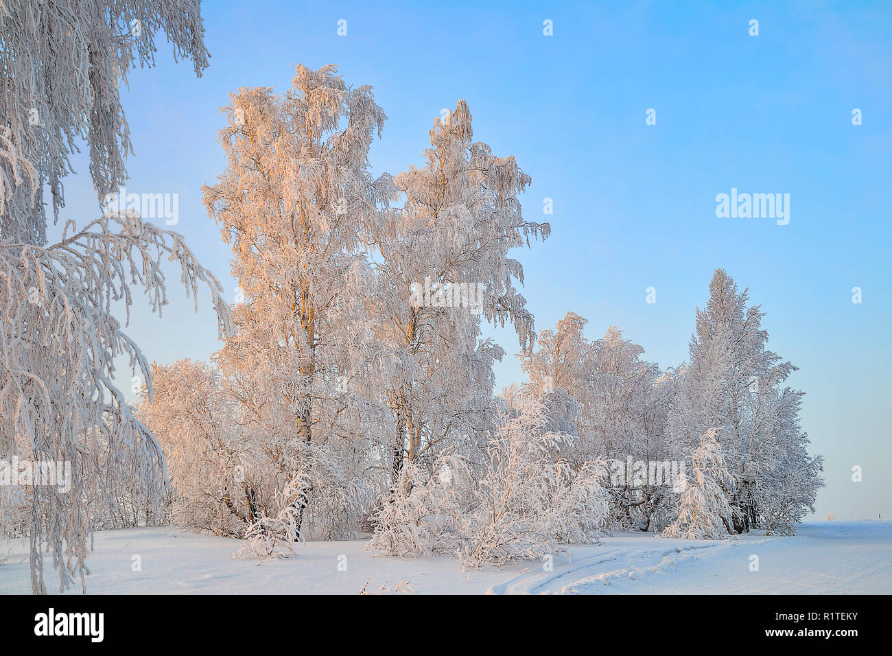 Winterlandschaft - Birken mit Raureif an Sonnenstrahlen der untergehenden Sonne - Märchen von der frostigen Winter Natur abgedeckt Stockfoto