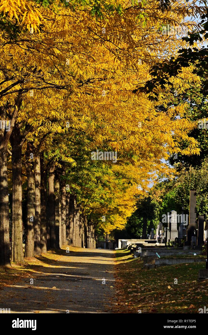 Herbst Pfad in der Zentralfriedhof in Wien, Österreich Stockfoto