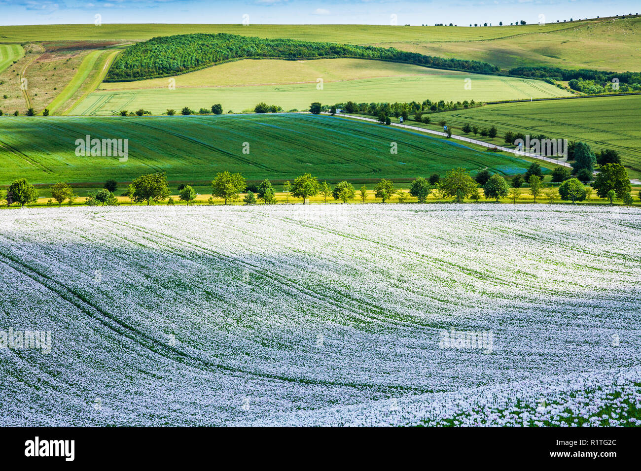 Ein Feld der angebauten weißen Mohn auf der Marlborough Downs in Wiltshire. Stockfoto