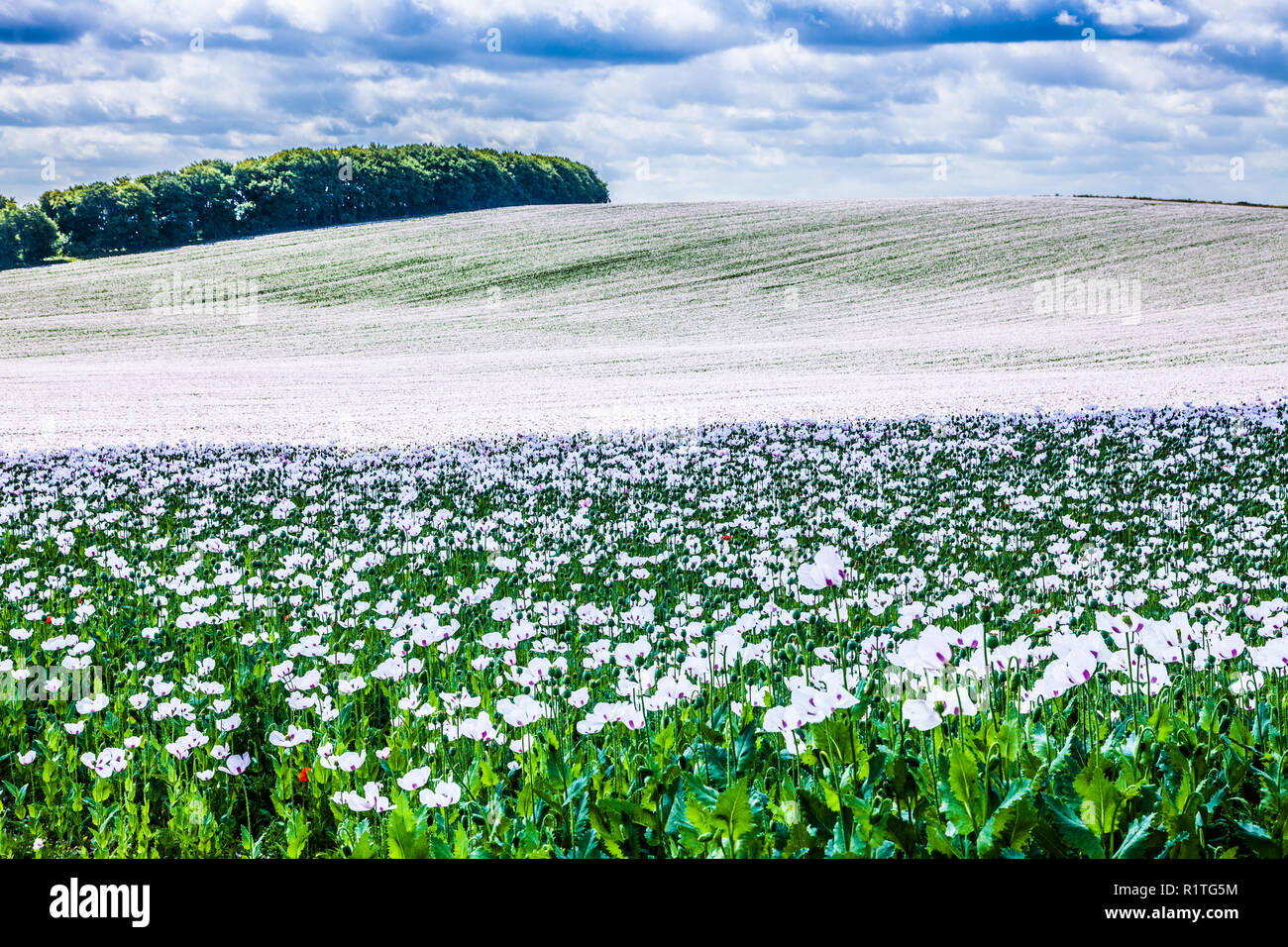 Ein Feld der angebauten weißen Mohn auf der Marlborough Downs in Wiltshire. Stockfoto