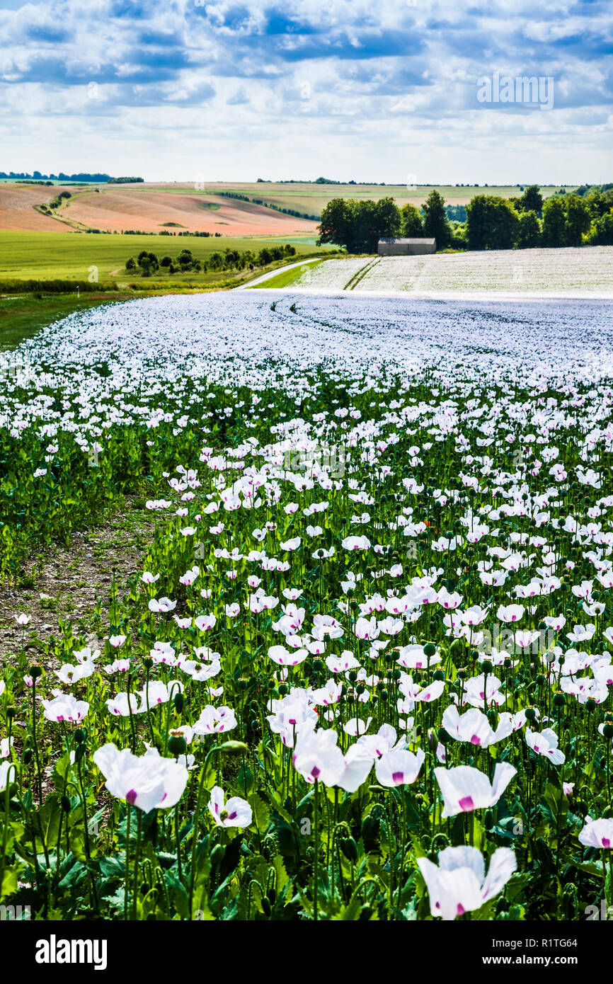 Ein Feld der angebauten weißen Mohn auf der Marlborough Downs in Wiltshire. Stockfoto