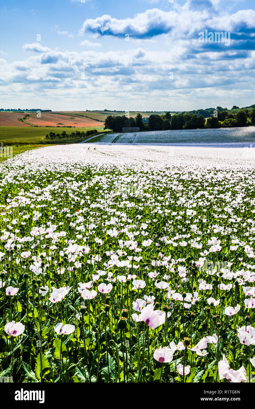 Ein Feld der angebauten weißen Mohn auf der Marlborough Downs in Wiltshire. Stockfoto