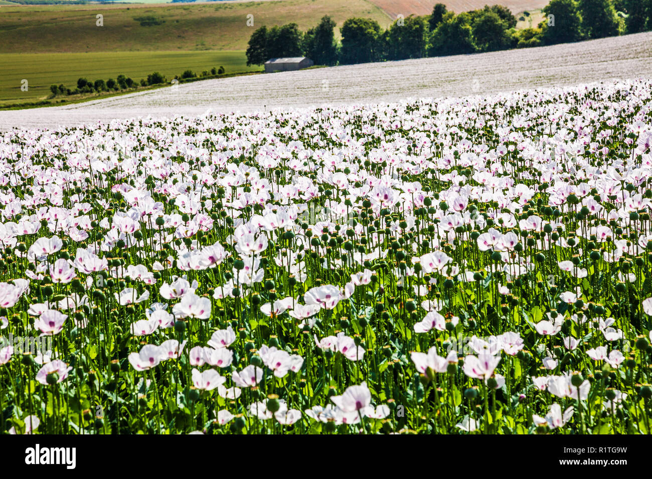 Ein Feld der angebauten weißen Mohn auf der Marlborough Downs in Wiltshire. Stockfoto