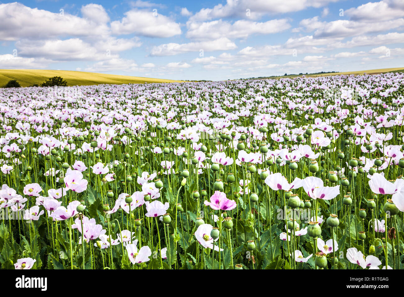 Ein Feld der angebauten weißen Mohn auf der Marlborough Downs in Wiltshire. Stockfoto