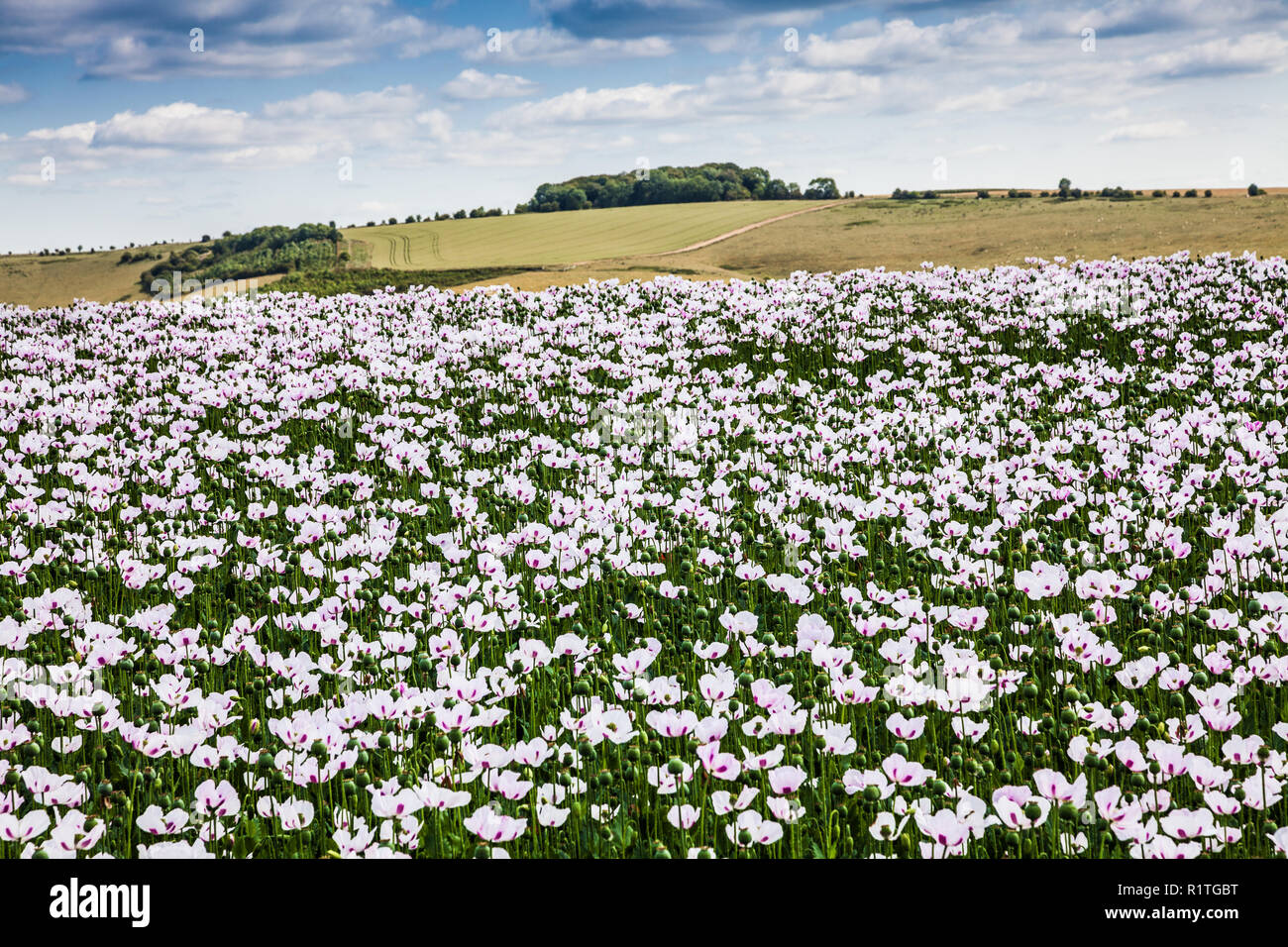 Ein Feld der angebauten weißen Mohn auf der Marlborough Downs in Wiltshire. Stockfoto