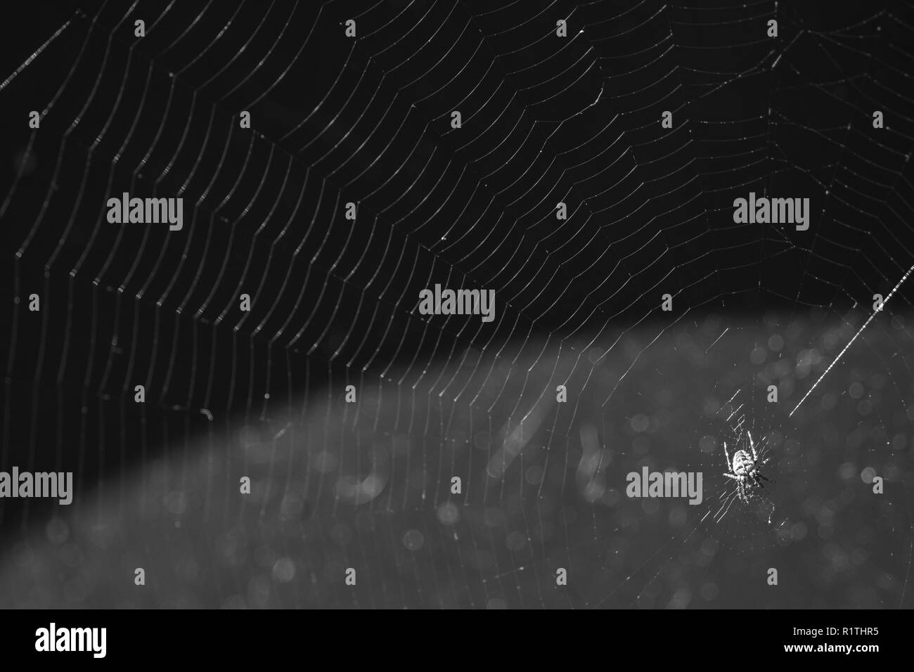 Spider auf Web mit Bokeh/unscharfer Hintergrund Stockfoto