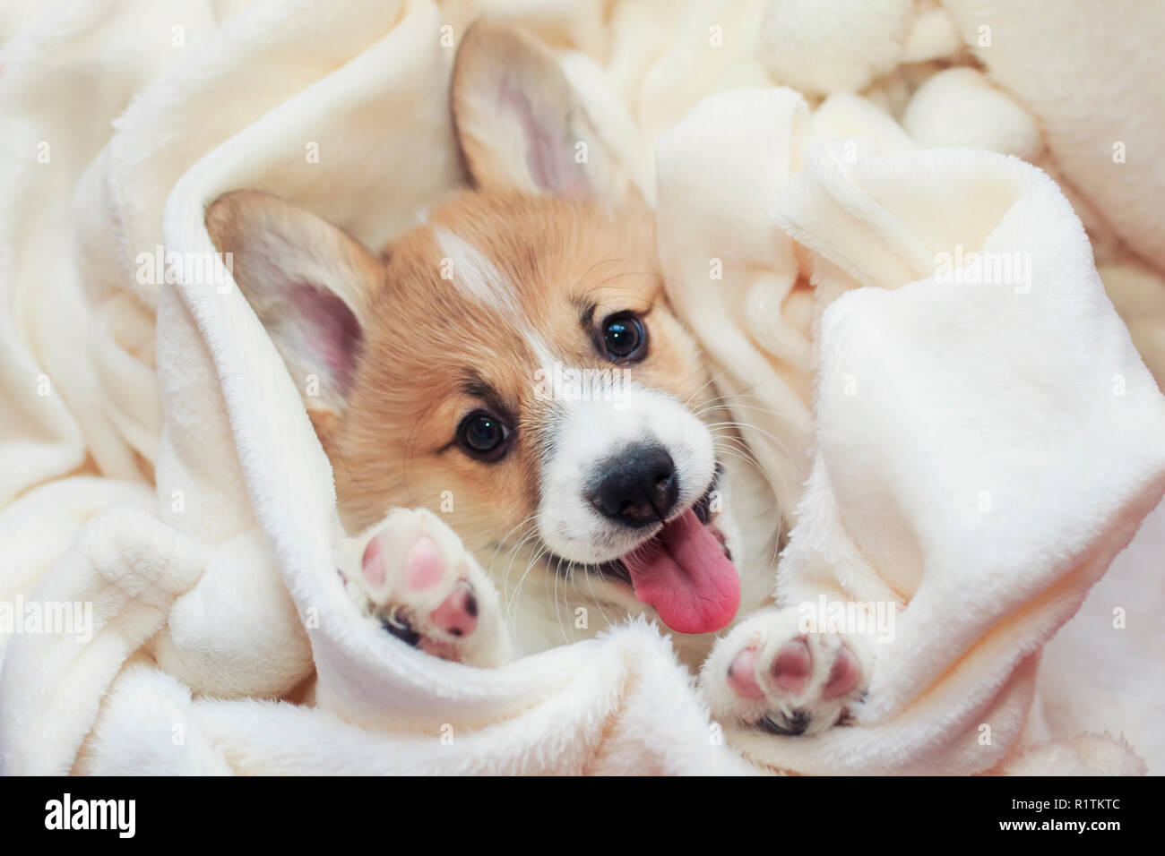 Corgi Puppy Sleep Stockfotos Und Bilder Kaufen Alamy