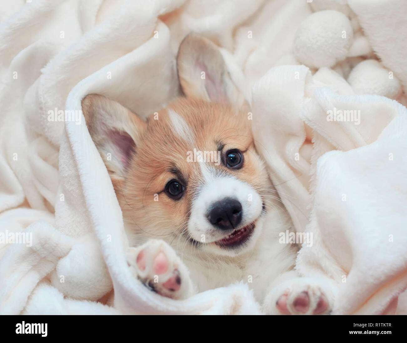 Corgi Puppy Sleep Stockfotos Und Bilder Kaufen Alamy