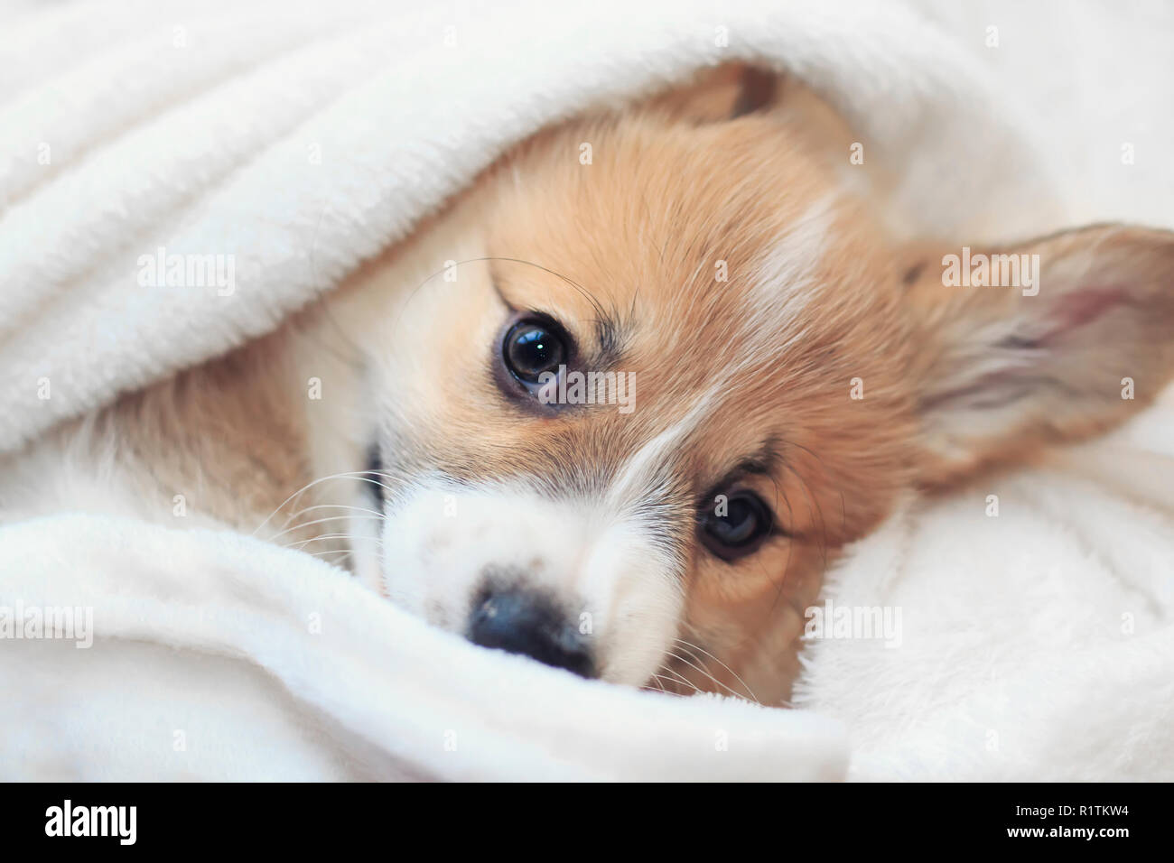 Corgi Puppy Sleep Stockfotos Und Bilder Kaufen Alamy