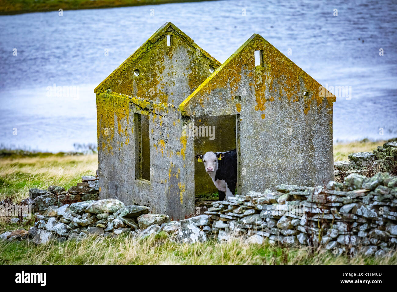 Kuh an Schottland, Shetland Inseln, Großbritannien Stockfoto