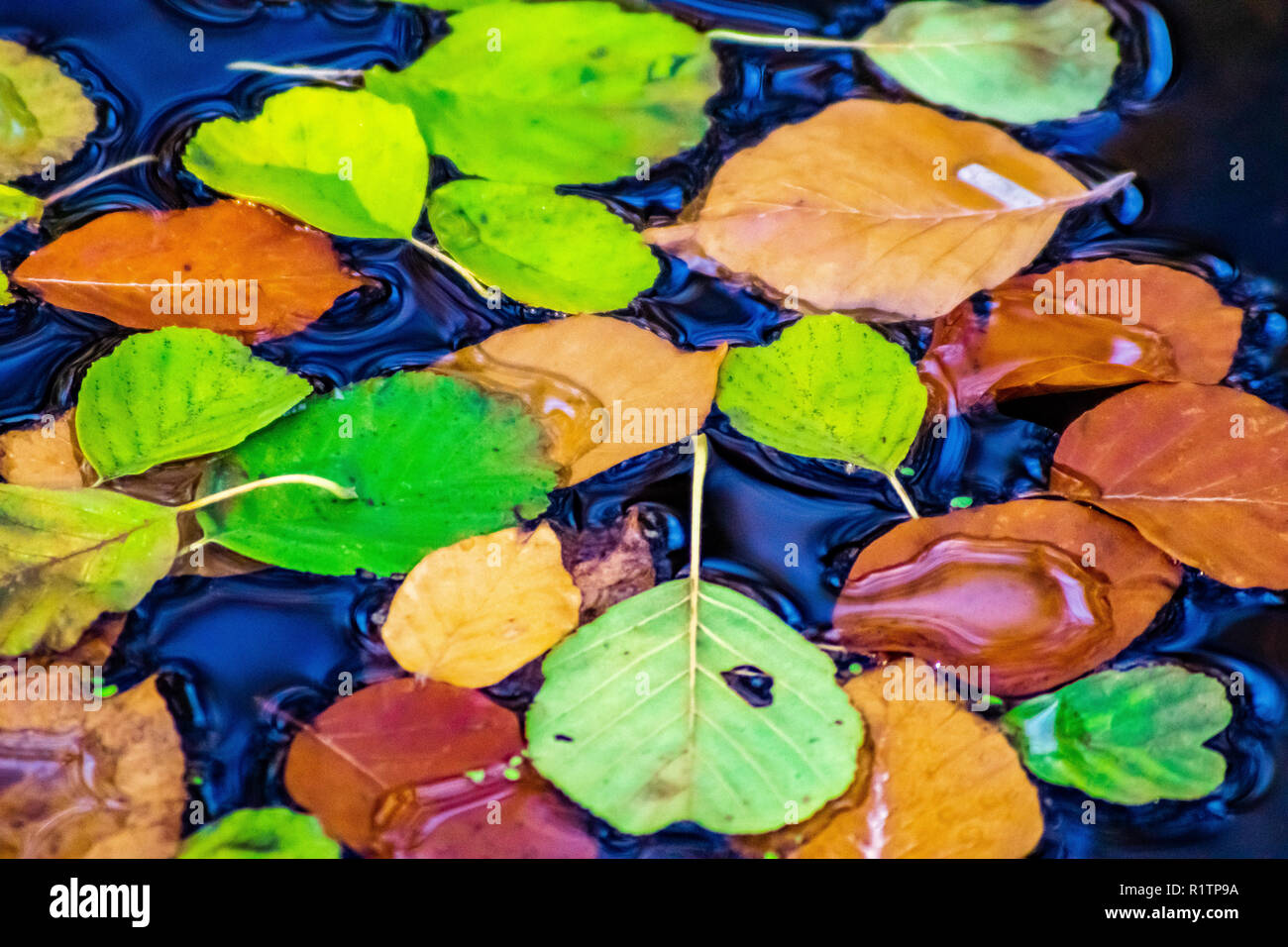 Farbige Blätter im Herbst auf dem Wasser schwimmend Stockfoto