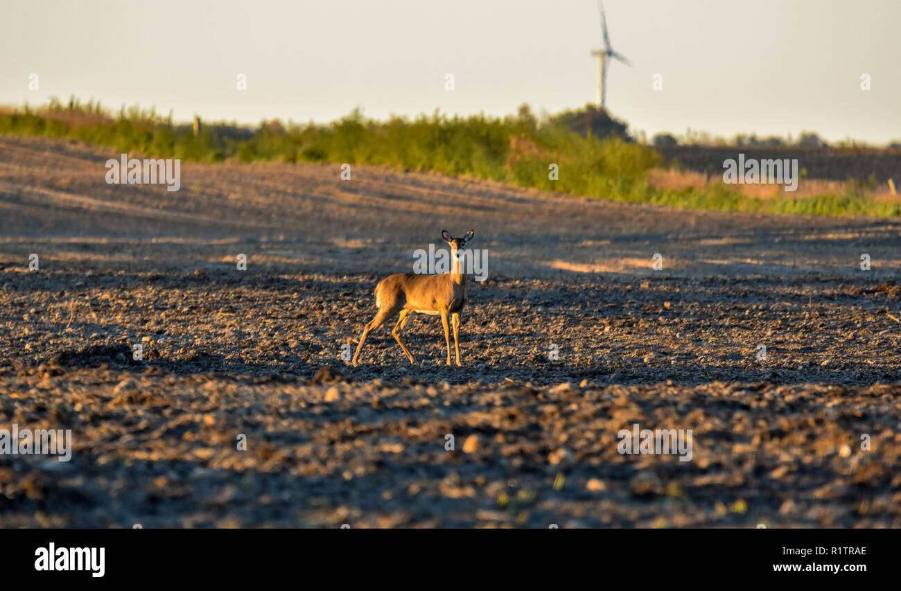 Ein weißer Schwanz doe, fand das Rotwild in einem Feld. Es war eine kühle Herbst Moring und das goldene Licht der Sonne hatte nur knapp über dem Horizont empor. Michigan. Stockfoto