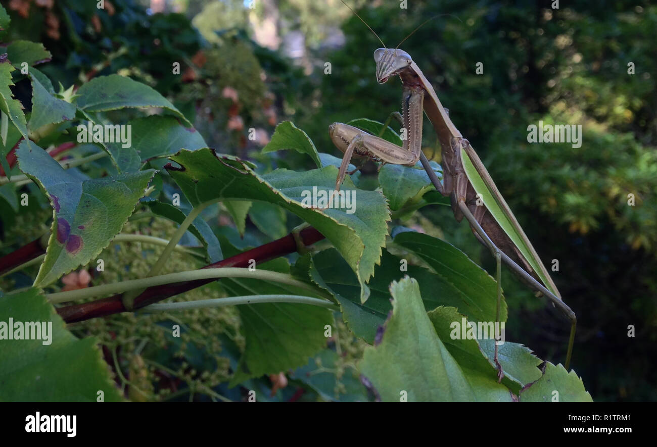 Gottesanbeterin posiert Foto von Bill belknap Juli 2018 Stockfoto