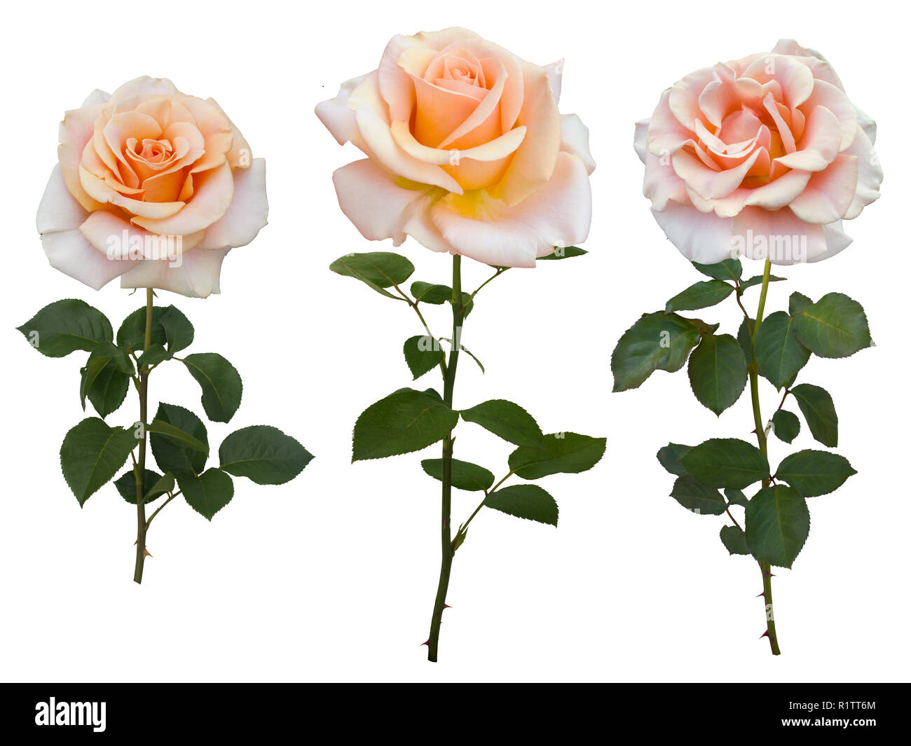 Collage der weiche gelbe Rose mit grünen Blättern Stockfoto