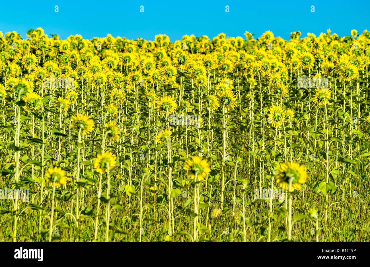 Sonnenblumenfeld in der Oblast in Russland Stockfoto