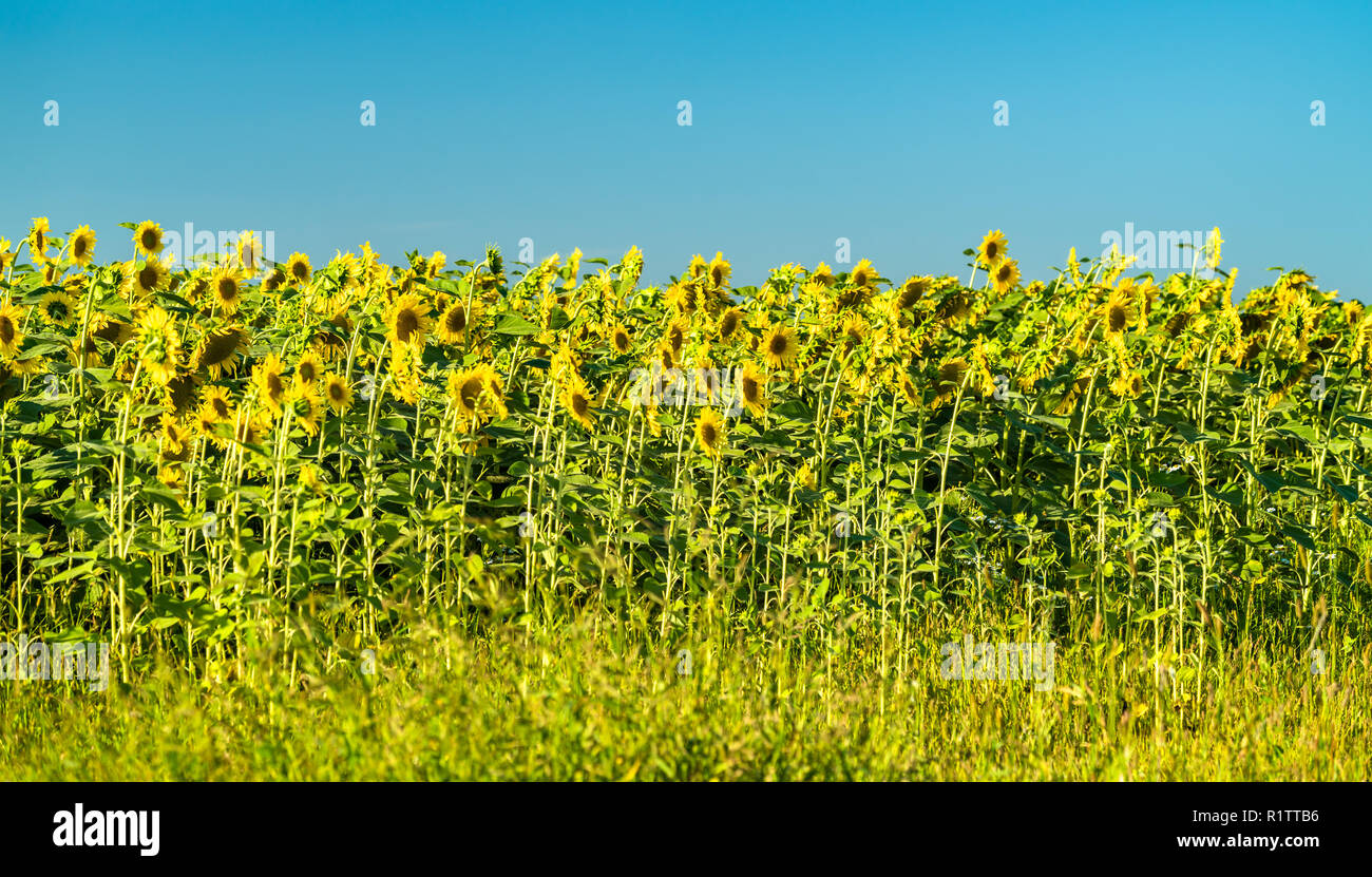 Sonnenblumenfeld in der Oblast in Russland Stockfoto