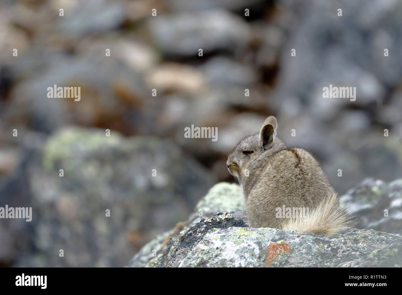 Vizcacha peruana (Lagidium Peruanum) Stockfoto